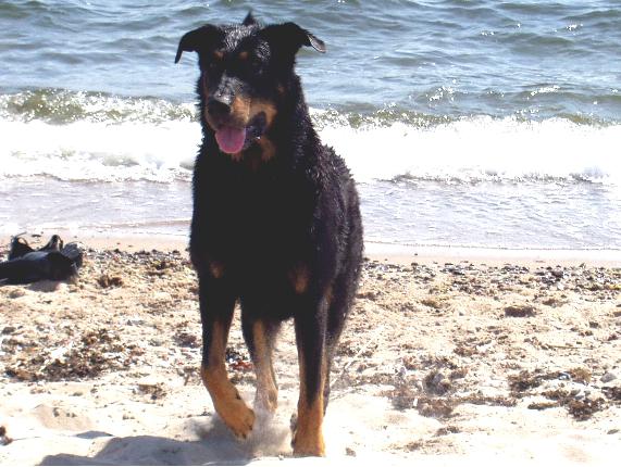 CH. Lex (lillsjöviks l´x-legato) Grand Lutin