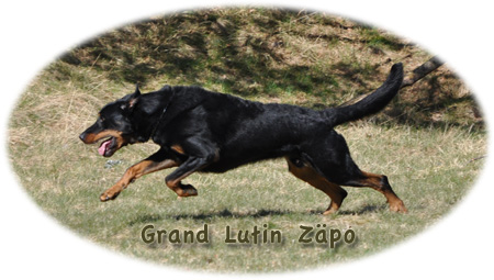 CH. Grand Lutin Zäpo