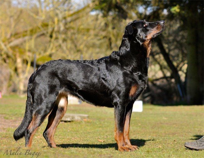 CH. Grand Lutin Ruza