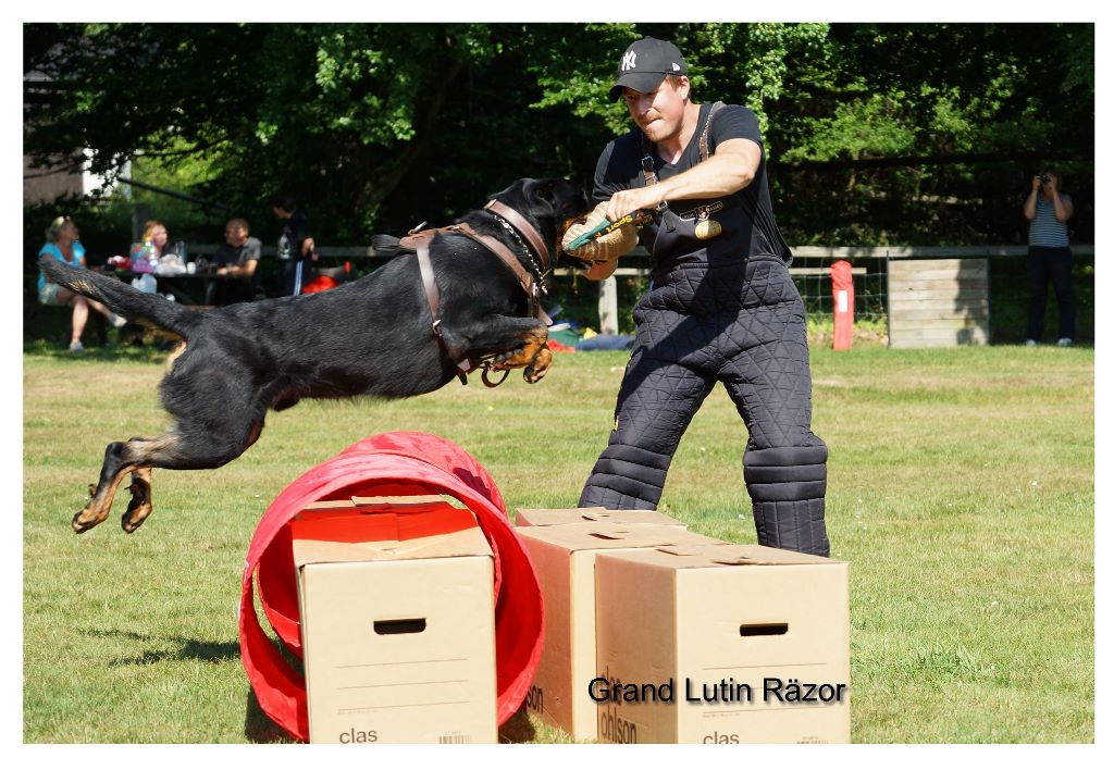 TR. CH. Grand Lutin Räzor