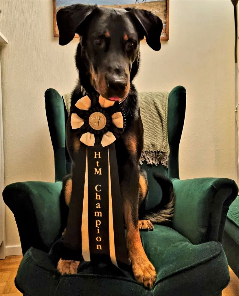 Nouveau Champion de Travail!