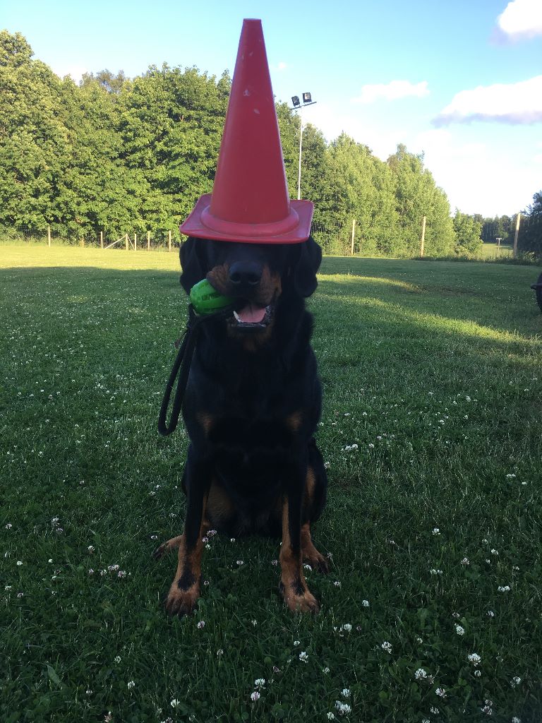 Grand Lutin - Lee Loo gagne encore